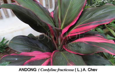 Detail Manfaat Daun Andong Nomer 13