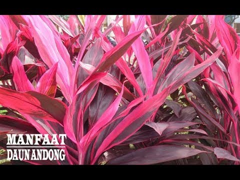 Detail Manfaat Daun Andong Nomer 14