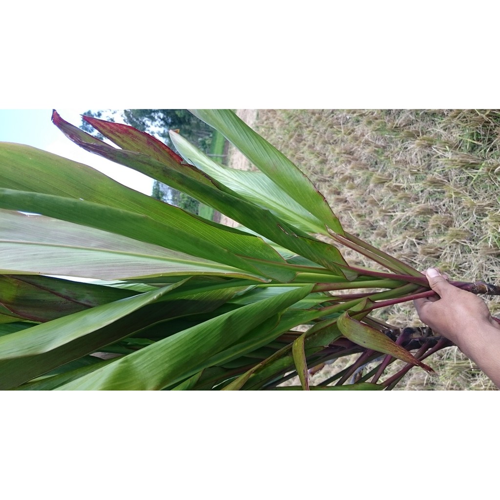 Detail Manfaat Daun Andong Nomer 15