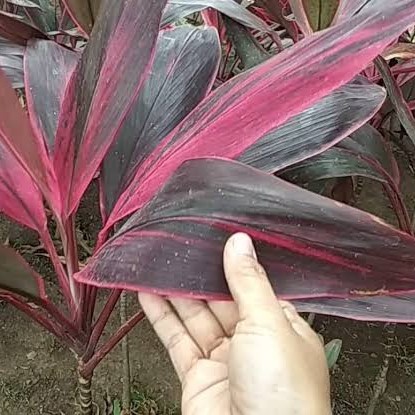 Detail Manfaat Daun Andong Nomer 16