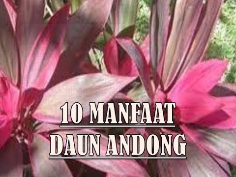 Detail Manfaat Daun Andong Nomer 17