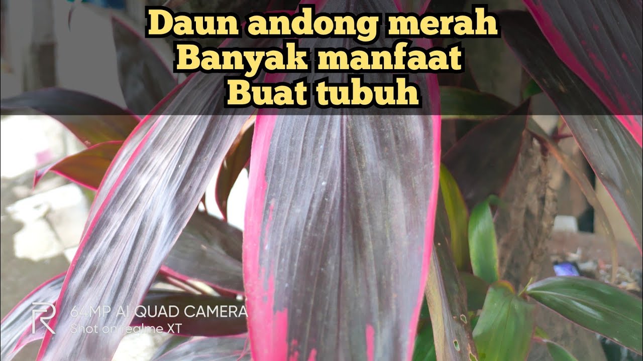 Detail Manfaat Daun Andong Nomer 20