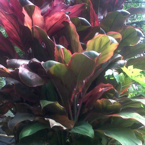 Detail Manfaat Daun Andong Nomer 21