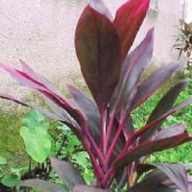 Detail Manfaat Daun Andong Nomer 22