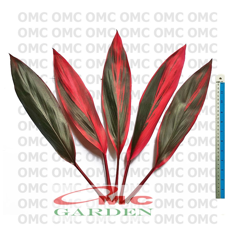 Detail Manfaat Daun Andong Nomer 23