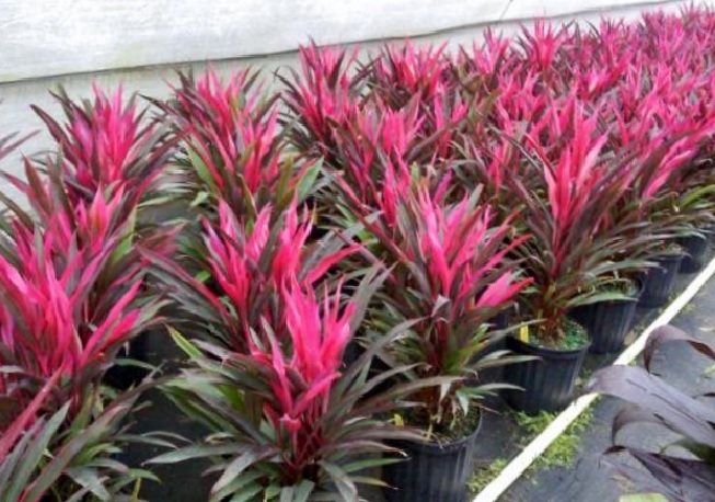 Detail Manfaat Daun Andong Nomer 25