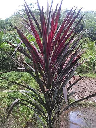 Detail Manfaat Daun Andong Nomer 26