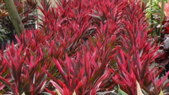 Detail Manfaat Daun Andong Nomer 27
