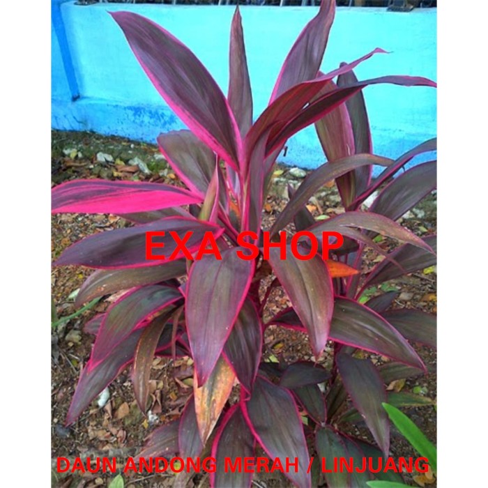 Detail Manfaat Daun Andong Nomer 28