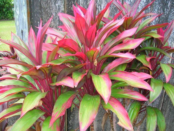 Detail Manfaat Daun Andong Nomer 29