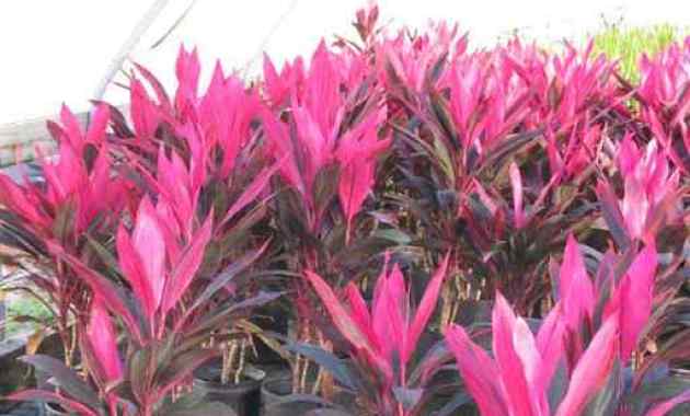 Detail Manfaat Daun Andong Nomer 31