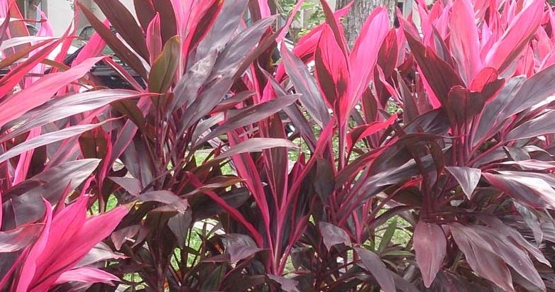 Detail Manfaat Daun Andong Nomer 3
