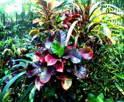 Detail Manfaat Daun Andong Nomer 33