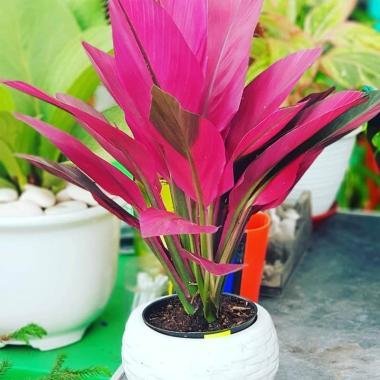 Detail Manfaat Daun Andong Nomer 34