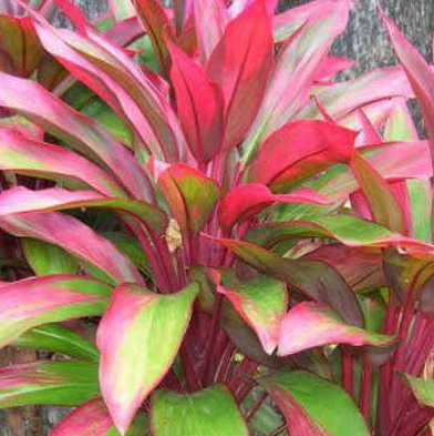 Detail Manfaat Daun Andong Nomer 35