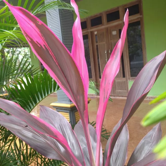 Detail Manfaat Daun Andong Nomer 37