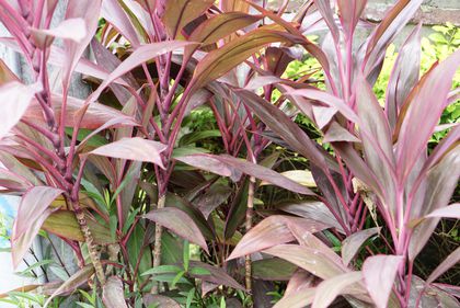 Detail Manfaat Daun Andong Nomer 39