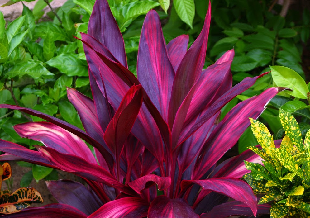 Detail Manfaat Daun Andong Nomer 4