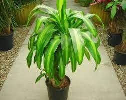 Detail Manfaat Daun Andong Nomer 41