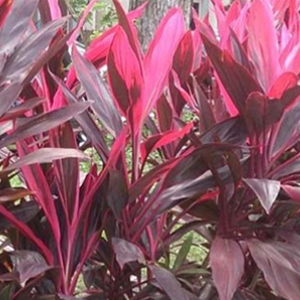 Detail Manfaat Daun Andong Nomer 42