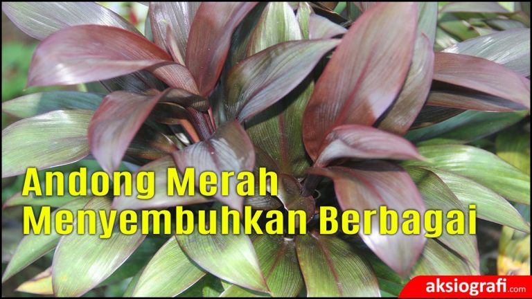 Detail Manfaat Daun Andong Nomer 43