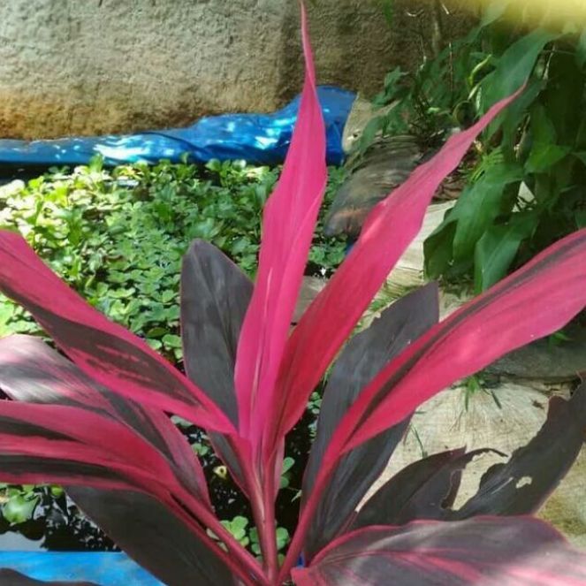 Detail Manfaat Daun Andong Nomer 45