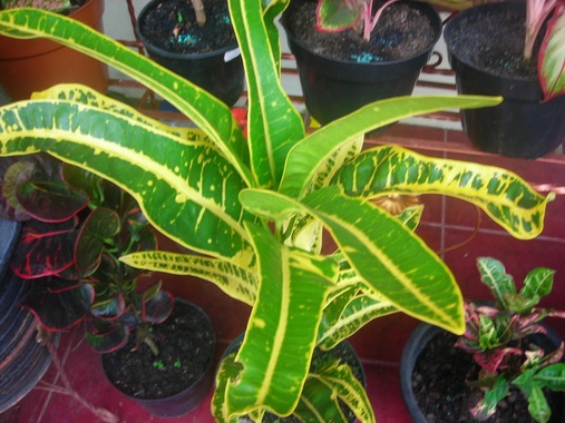 Detail Manfaat Daun Andong Nomer 46