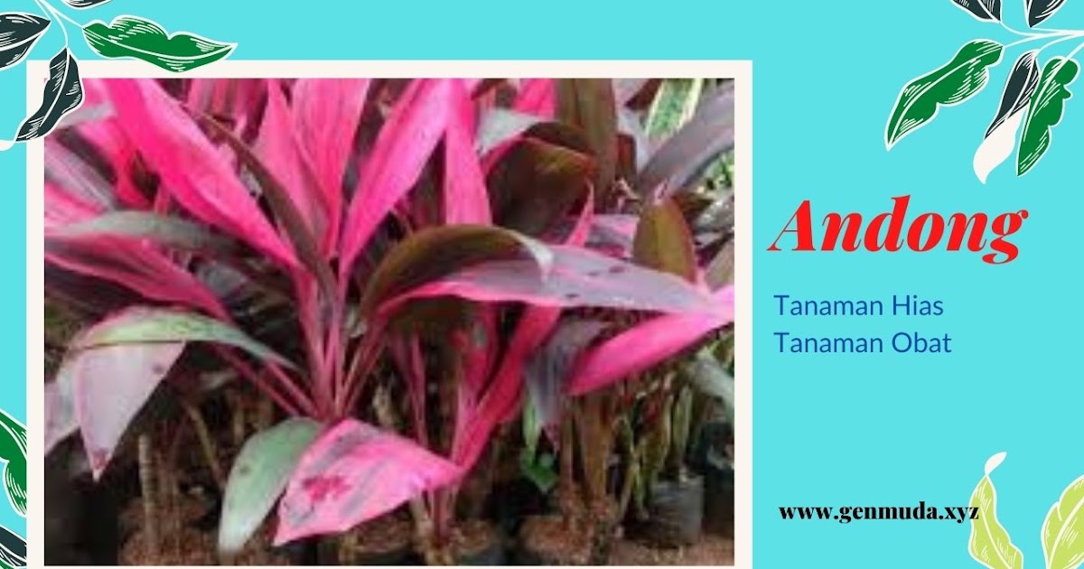 Detail Manfaat Daun Andong Nomer 47