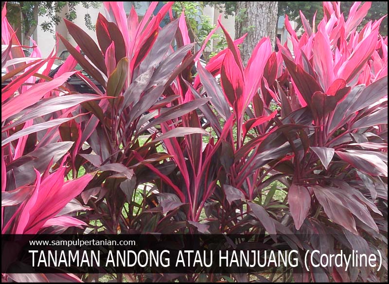 Detail Manfaat Daun Andong Nomer 5