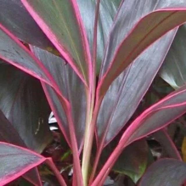 Detail Manfaat Daun Andong Nomer 7