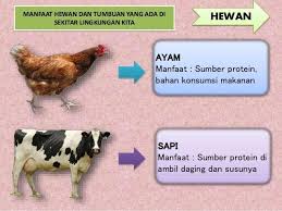 Detail Manfaat Hewan Bagi Lingkungan Rumah Nomer 15