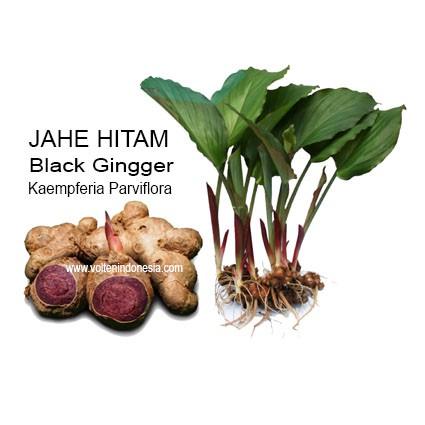 Detail Manfaat Jahe Hitam Nomer 9