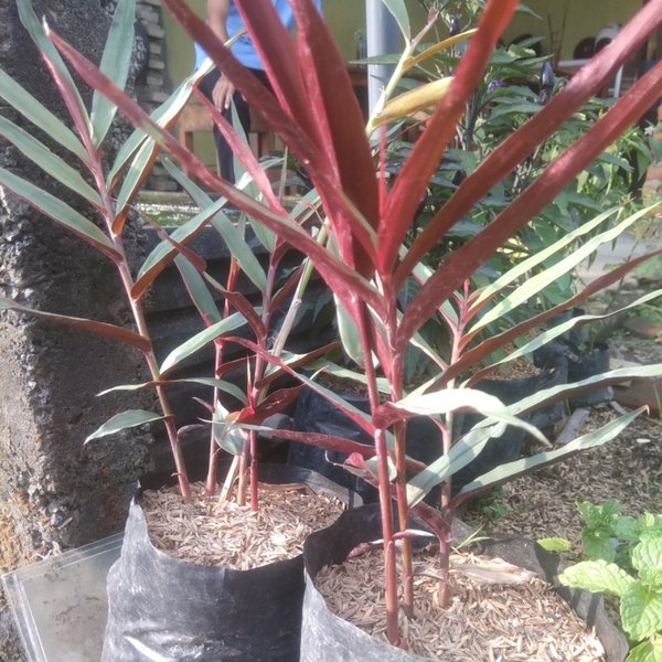 Detail Manfaat Jahe Hitam Nomer 15
