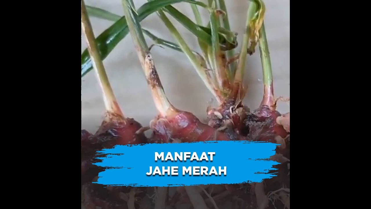 Detail Manfaat Jahe Hitam Nomer 28