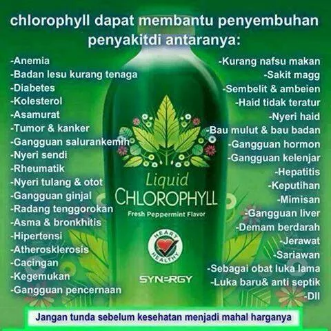 Detail Manfaat Klorofil Liquid Nomer 31