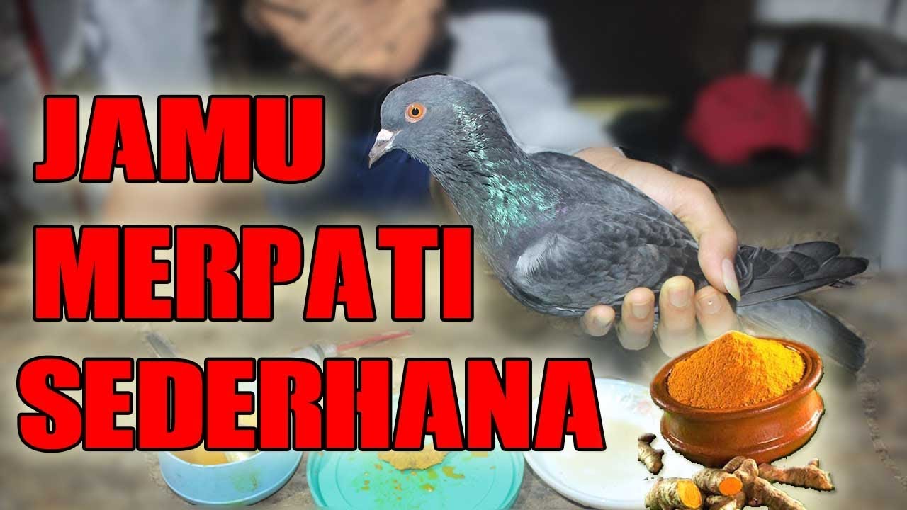 Detail Manfaat Kopi Untuk Merpati Nomer 27