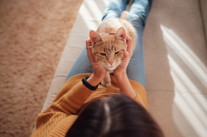 Detail Manfaat Kucing Bagi Lingkungan Rumah Nomer 18