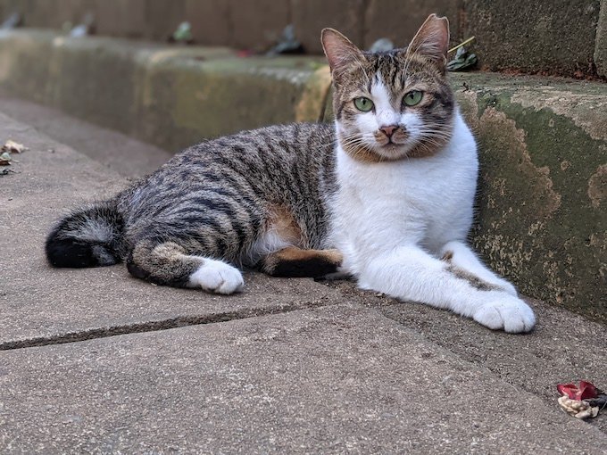 Detail Manfaat Kucing Bagi Lingkungan Rumah Nomer 50