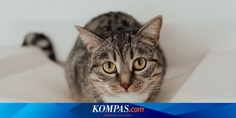 Detail Manfaat Kucing Bagi Lingkungan Rumah Nomer 51