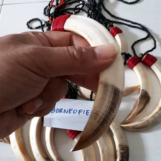 Detail Manfaat Taring Celeng Nomer 16
