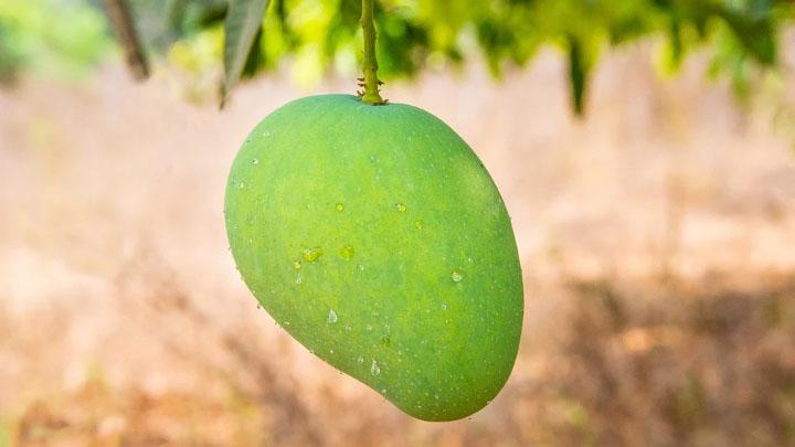 Detail Mangga Muda Untuk Diabetes Nomer 10