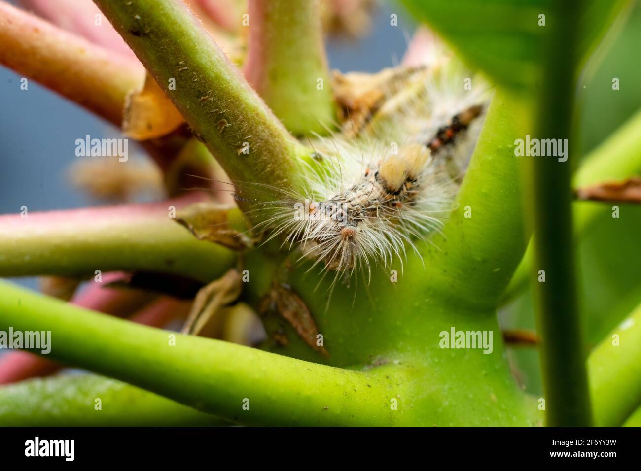 Detail Mango Caterpillar Snow Cone Nomer 46