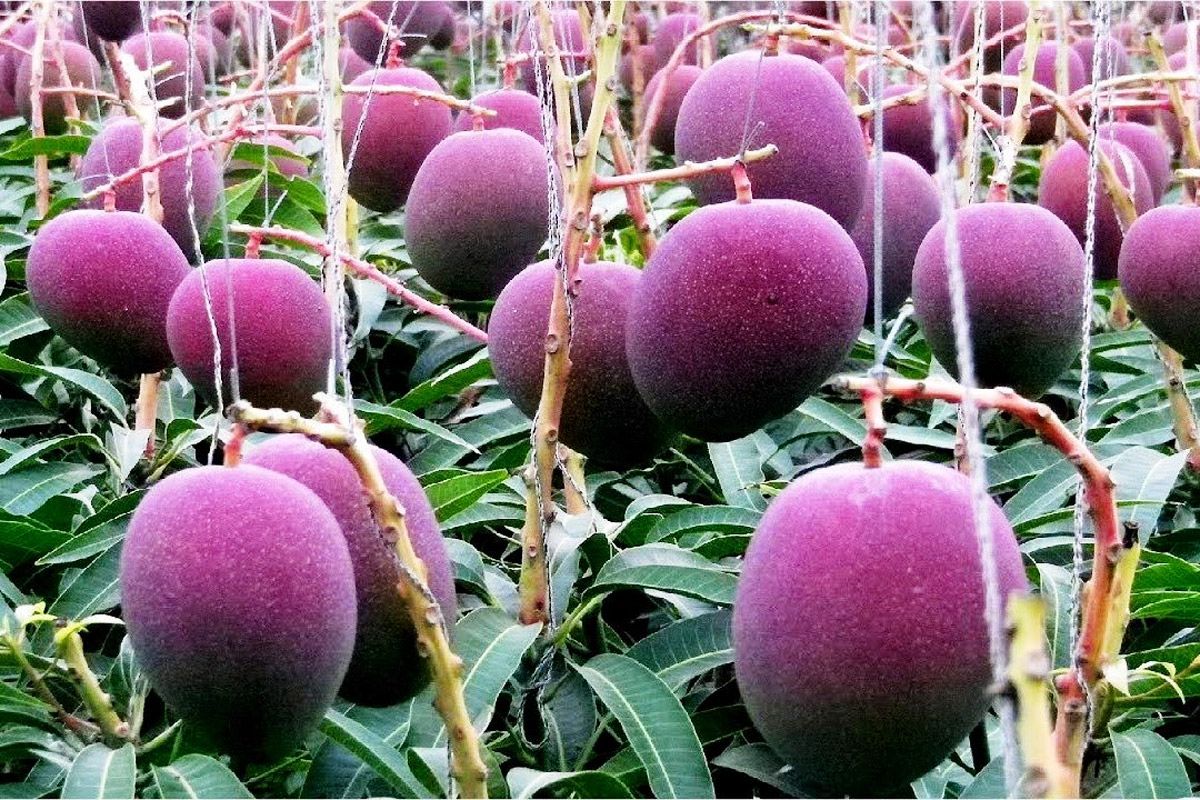 Detail Mango Images Nomer 23