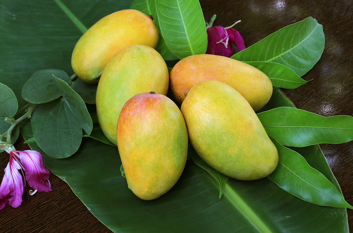 Detail Mango Images Nomer 26