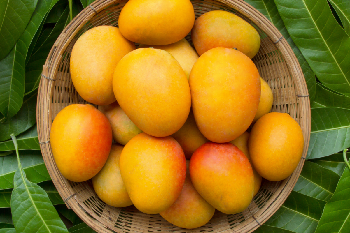 Detail Mango Images Nomer 31