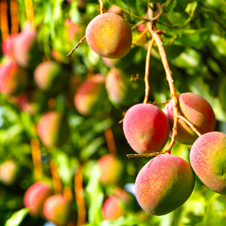 Detail Mango Images Nomer 33