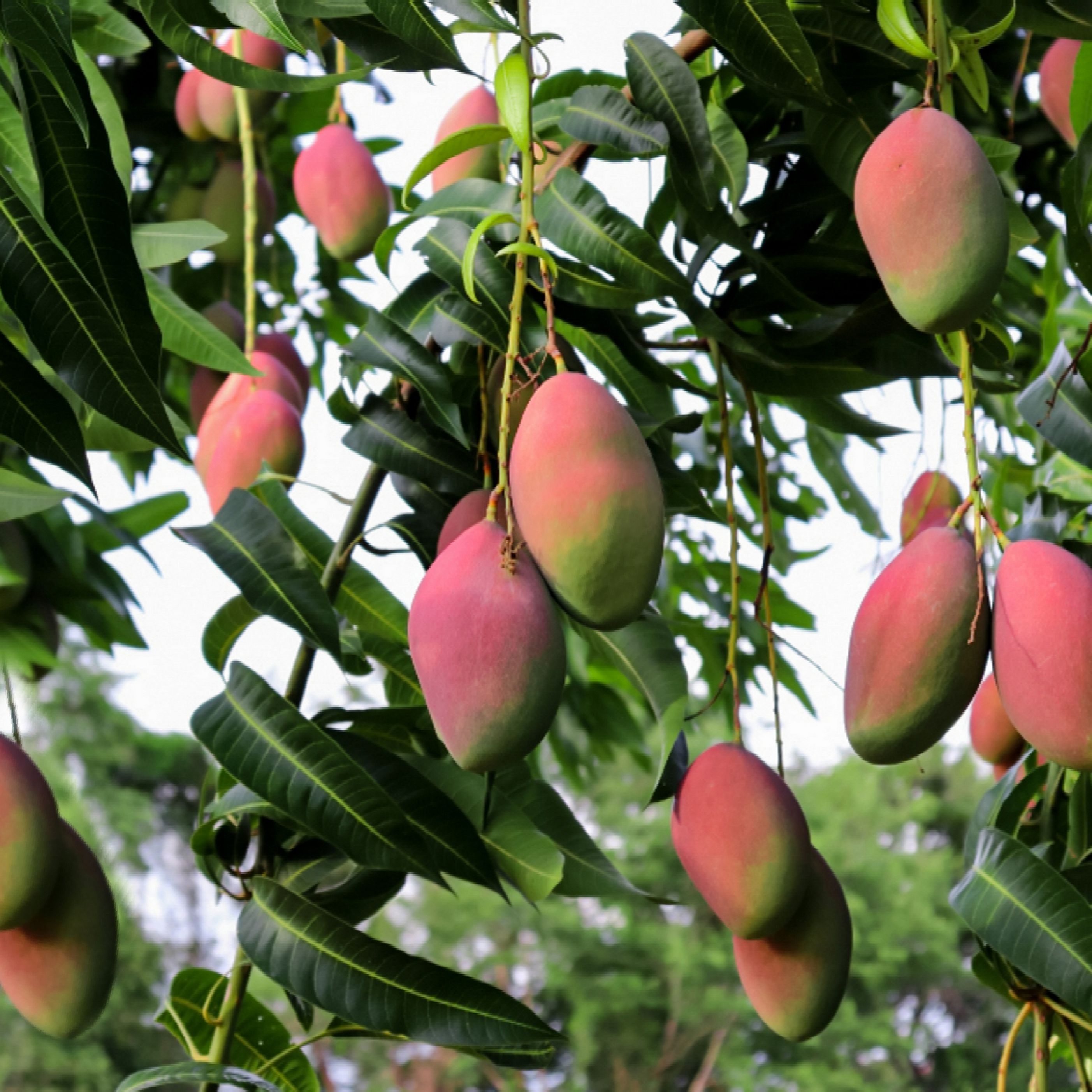 Detail Mango Images Nomer 5