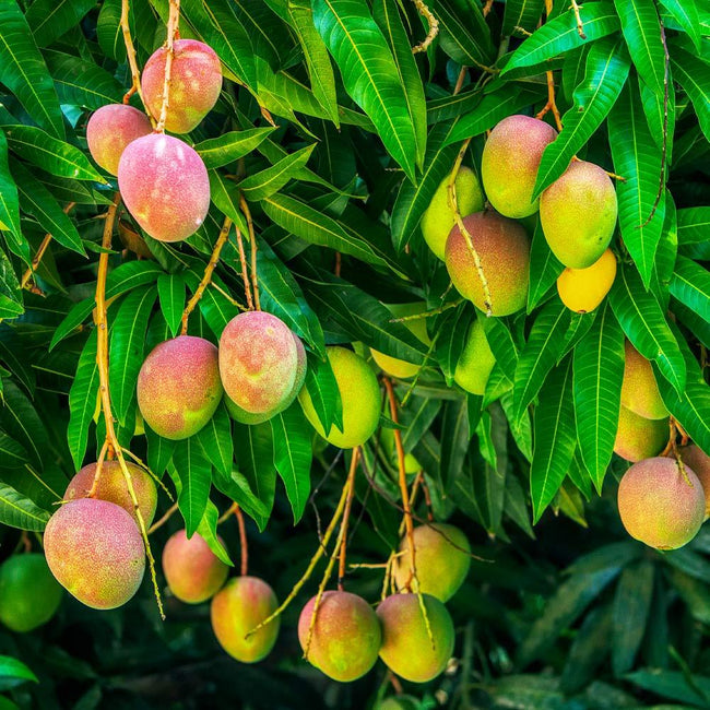 Detail Mango Images Nomer 37