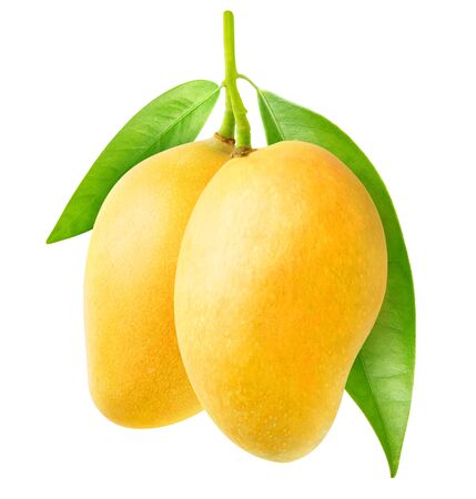 Detail Mango Images Nomer 38