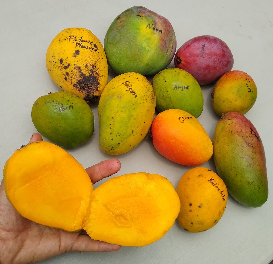 Detail Mango Images Nomer 41